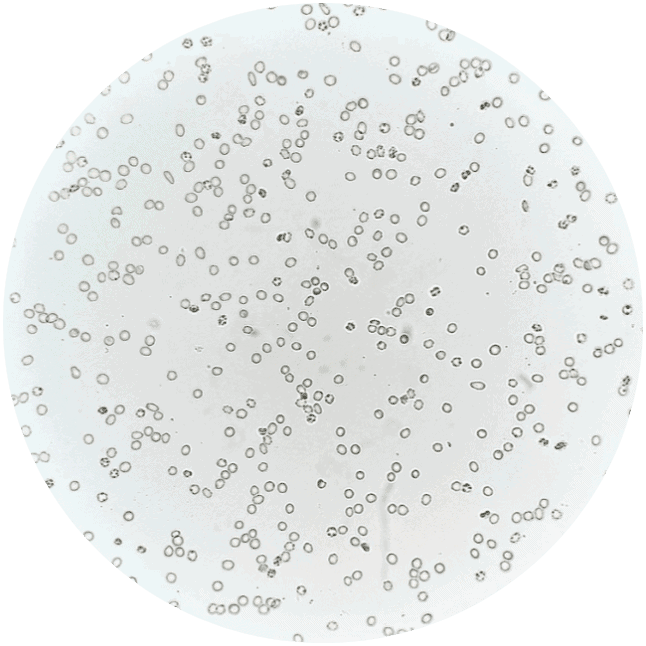 White Blood Cells